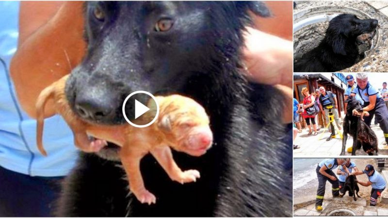 Firefighters assisted a dog mother in saving her puppies.