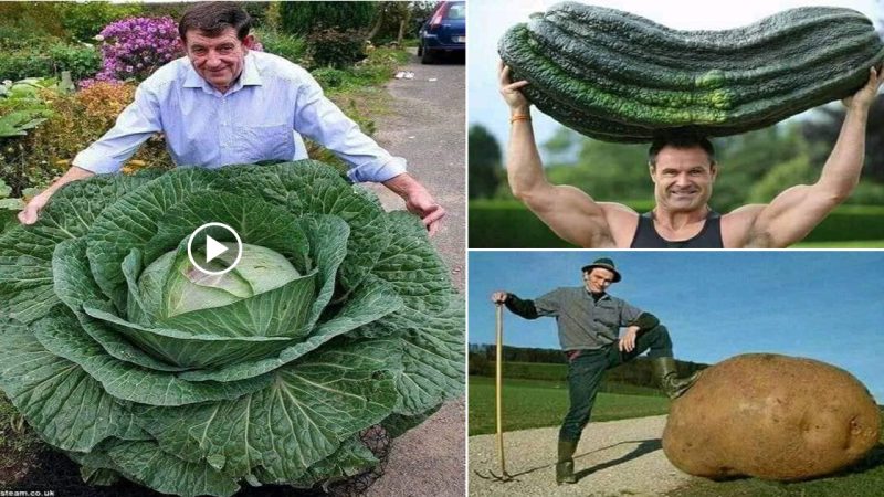 The giant vegetables that grow in the farmlands of Alaska.