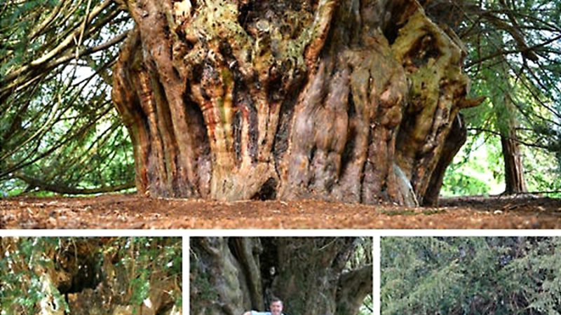 Amazing Surrey tree that is 2,500 years old