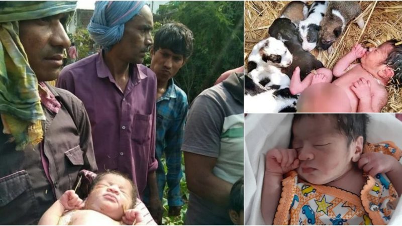 Touching story of puppies saving abandoned baby in the field