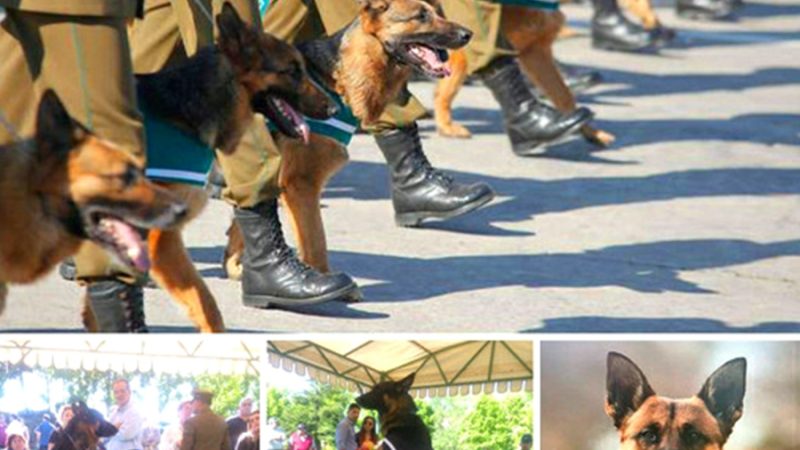Police dog attended his owner’s funeral