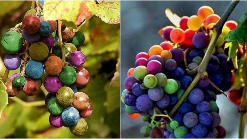 Vibrant Grape Clusters in Seven Lively Hues: A Spectacular Visual Treat of Rainbow Symphony