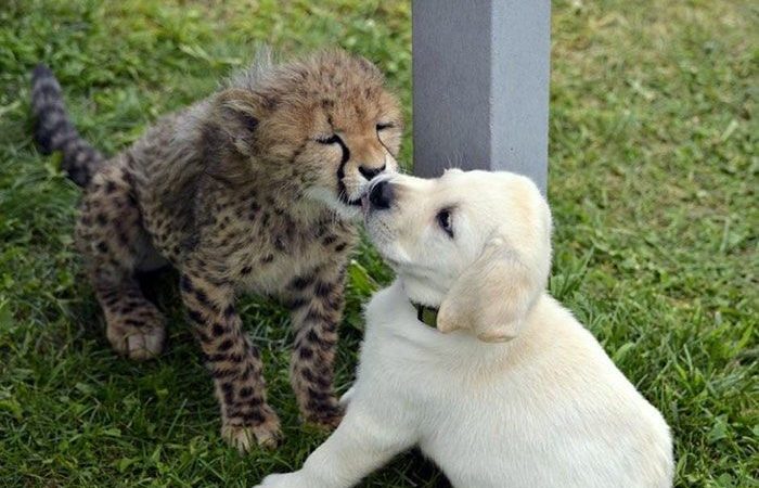 Baby cheetah and pup become fast friends at the Columbus Zoo