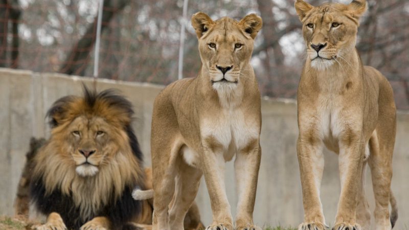 How ‘The Lion King’ Misinterprets Real-Life Lion Family Dynamics