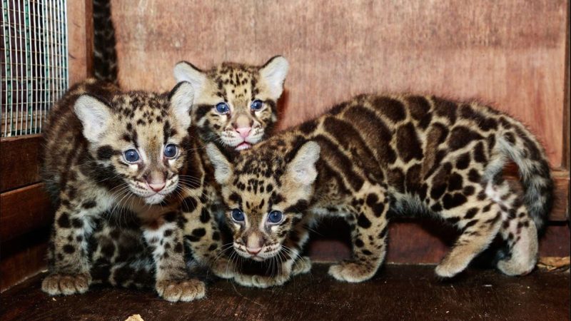 Newborn Clouded Leopard Kittens Step Outside for the First Time (Video)