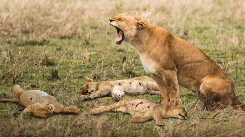 Powerless Lioness Can’t Even Take Revenge For Her Cub