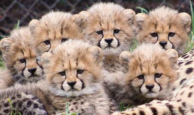 Saint Louis Zoo Cheetah Cubs Update (7 weeks old)