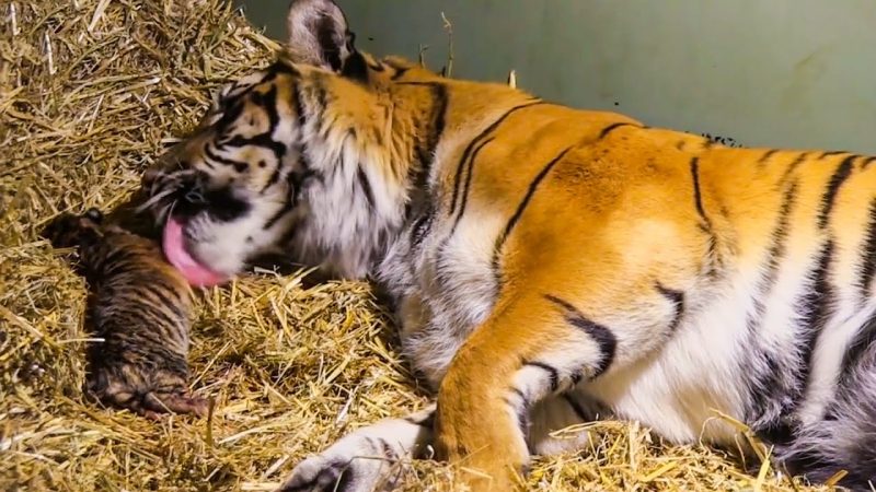 Tigress Gives Birth to Two Tiger Cubs That Seemingly Were Dead: Maternal Instinct Makes Miracle Happen