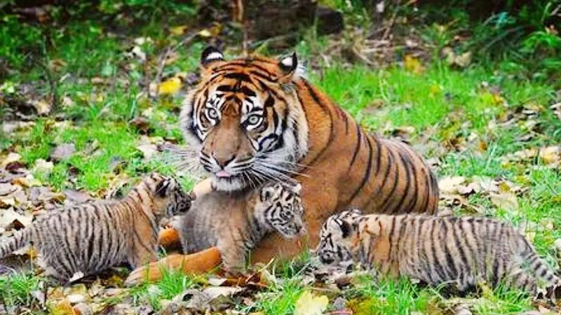 Very cute!! Young tiger cubs at Chester Zoo on Christmas Eve (Video)