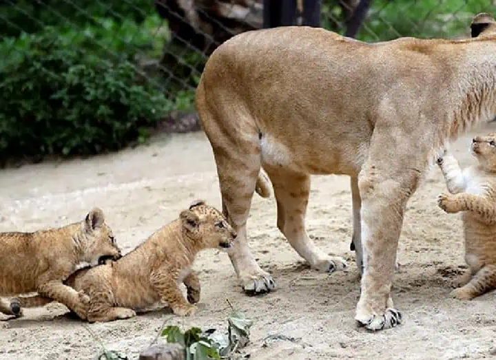 Adorable Trio: Czech Zoo Welcomes Three New Lion Cubs Into the World