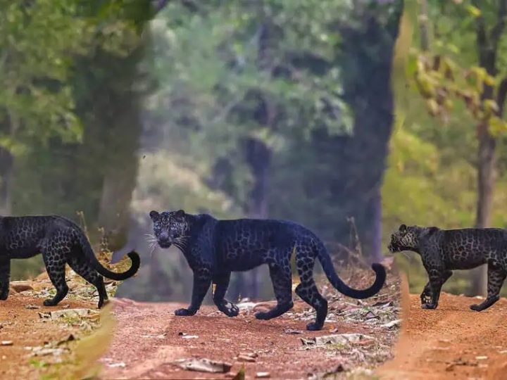 Into the Shadows Rare Encounter with a Black Panther in the Wild