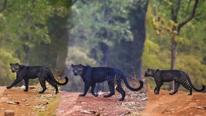 Into the Shadows Rare Encounter with a Black Panther in the Wild