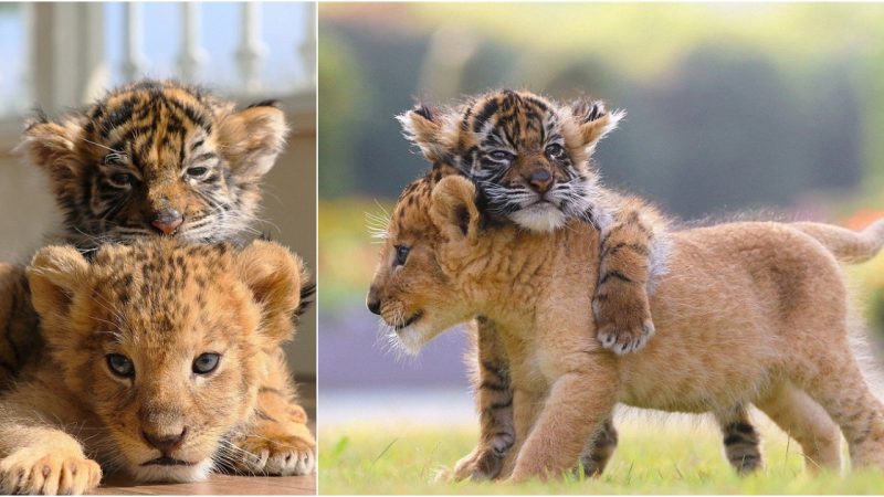 Captivating Tale of Lion and Tiger Cub Friendship in Japanese Zoo Melts Hearts Worldwide
