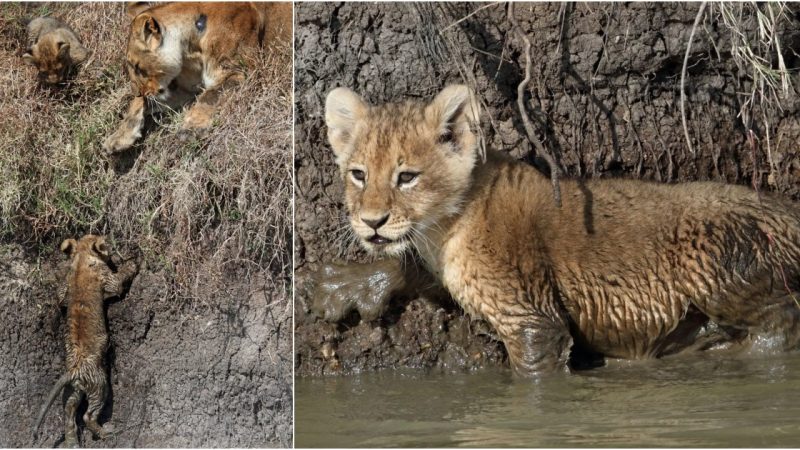 Miraculous Rescue: Lioness Saves Her Cubs from Buffalo Stampede in Heart-Stopping Moment