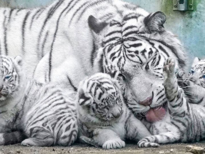 Amazing! White tiger baby at 33 days old Play with Mommy  Too cute (Video)