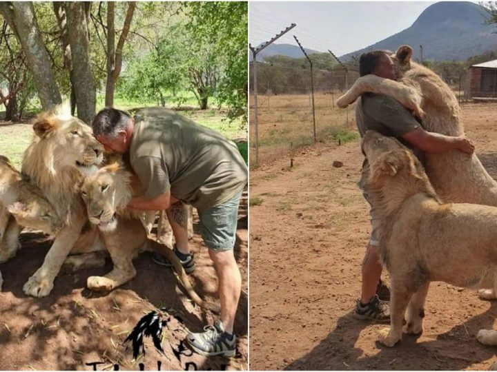 Dare to Cuddle Meet the Man Who Bonds with Lions and Tigers