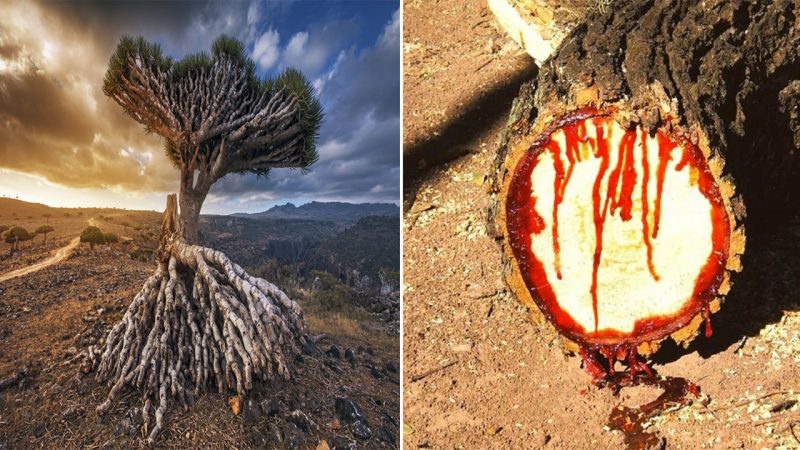 Dragon Blood Tree: These centuries-old trees ‘bleed’ ‎