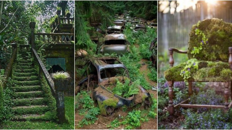 Forgotten human civilization is engulfed in moss and grass after hundreds of years