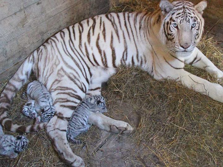 Four Gorgeous Newborn white tiger cubs in Tbilisi Zoo (Video)