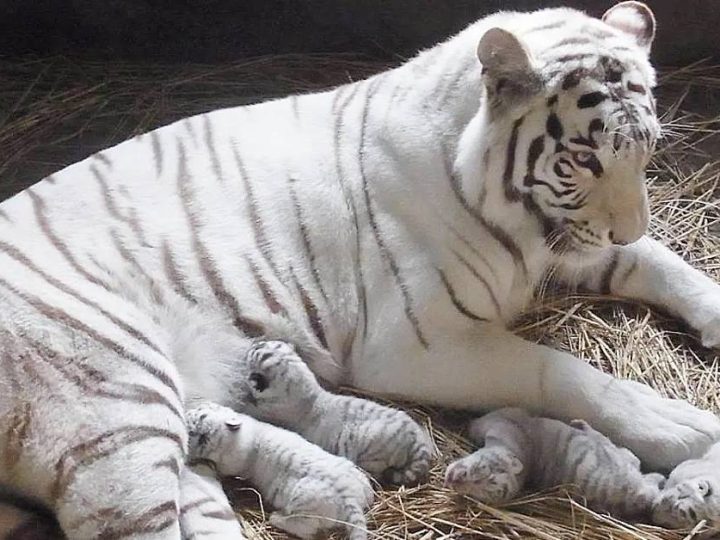 Japanese zoo shows off four rare white tiger cubs, Wild Cat ( Video )