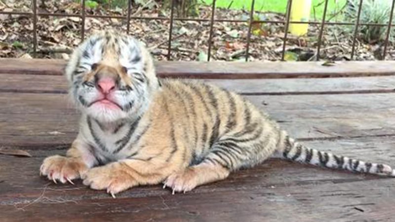 MEET a Tiger cub just born today , So Cute. wanna hug (Video)