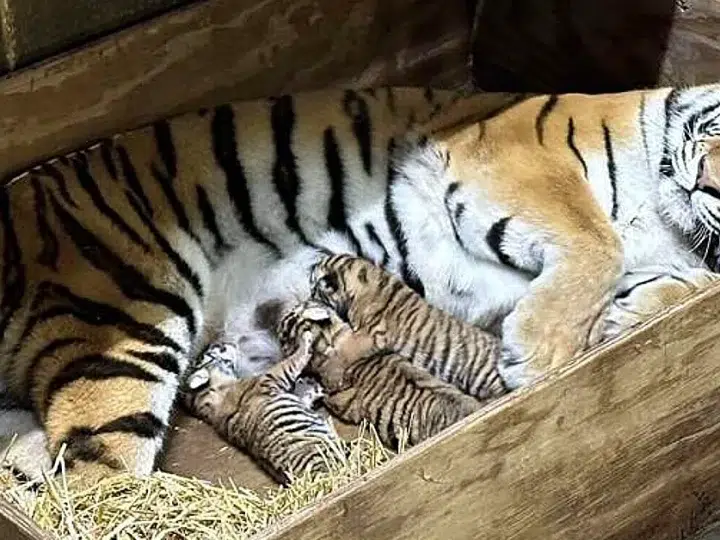 Three Amur Tiger Cubs Born At Saint Louis Zoo (Video)