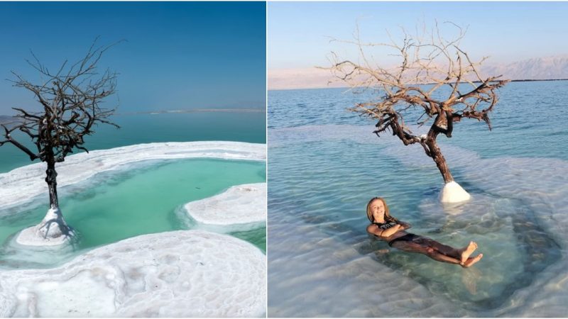 “Tree of Life” Grows on Salt Island in the Middle of the Dead Sea ‎
