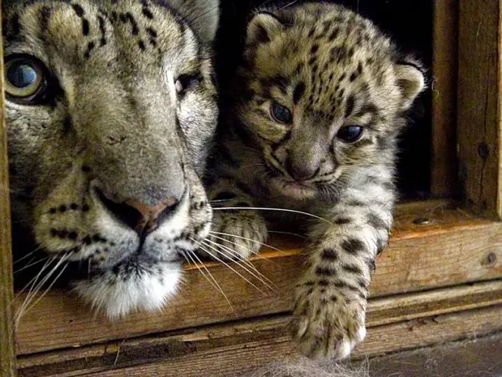 Welcome Newborn snow leopard cub in French Zoo (Video)