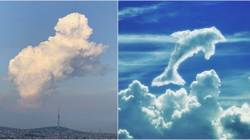 Exploring animal shapes in the clouds is a mаɡісаɩ experience!