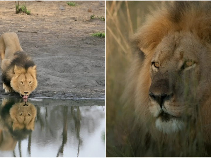 Cecil’s Pride: The True Story of a Lion King
