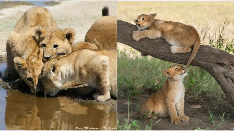 Adorable encounter: Lion cub enjoys a refreshing moment in Serengeti National Park