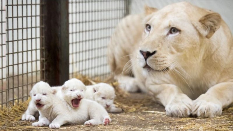 MEET three tiny lion cubs Is Just 6 Days Old at Serengeti Park, German : To small and cute (Video)